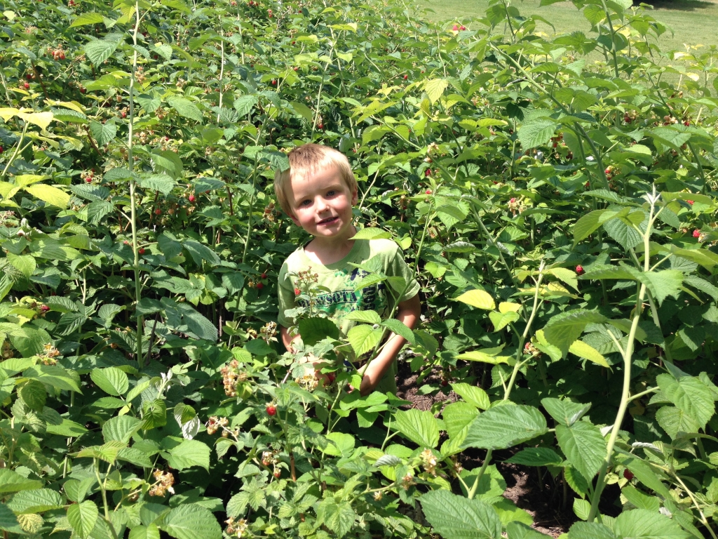 boy in berry patch