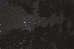 stars in trees